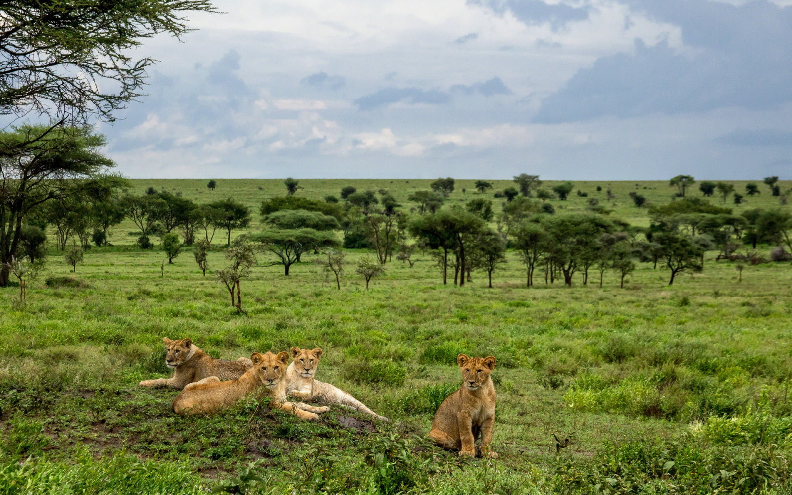 la nature, Contexte, les Lions