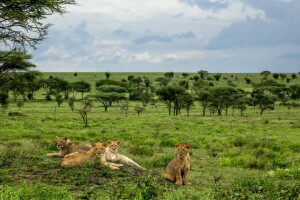 background, lions, nature