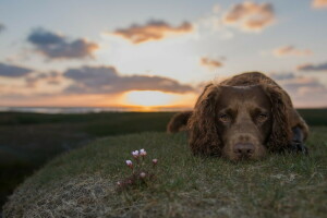 hond, elk, kijken