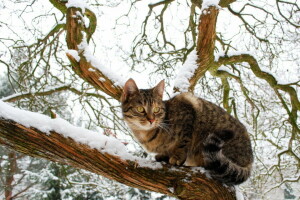 Veja, observação, neve, O gato doméstico, árvore