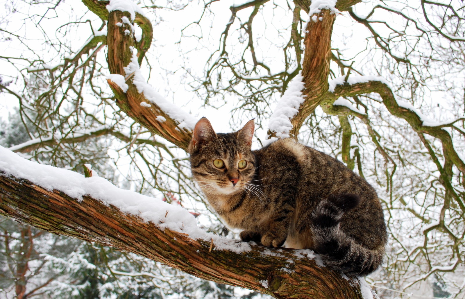 neve, albero, Guarda, osservazione, Il gatto domestico