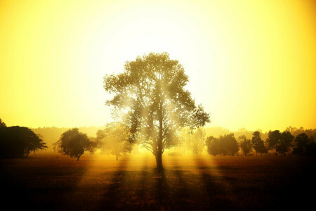 raggi, tramonto, il cielo, alberi