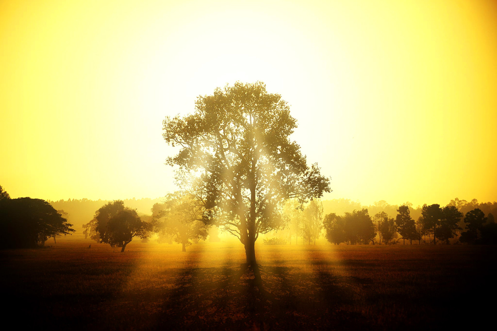 el cielo, puesta de sol, arboles, Rayos