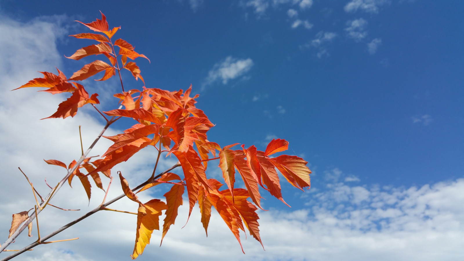 efterår, grene, natur, himlen, skyer, blade