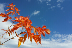 autumn, branches, clouds, leaves, nature, the sky