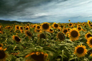 naturaleza, verano, girasoles