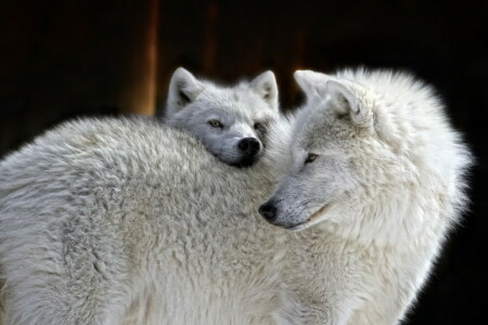 background, nature, wolves