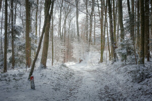 autunno, foresta, strada, neve