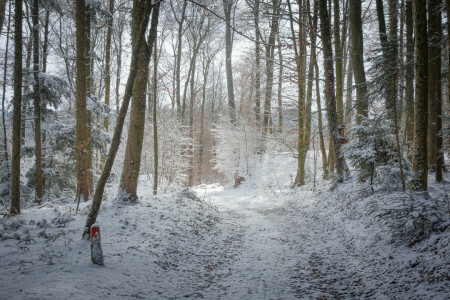 otoño, bosque, la carretera, nieve