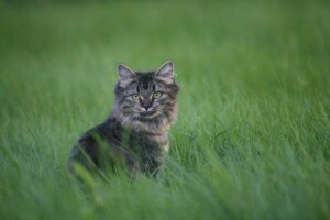 herbe, gris, minou, Regardez