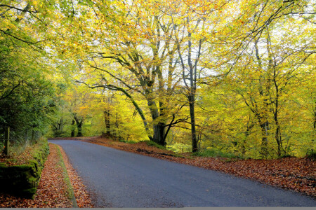 l'automne, forêt, feuilles, route, des arbres