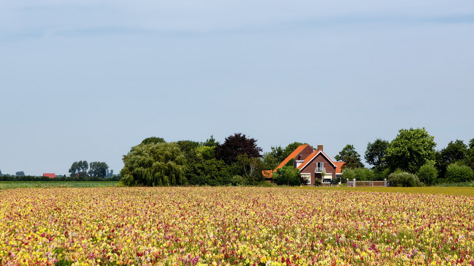 zomer, landschap, veld-