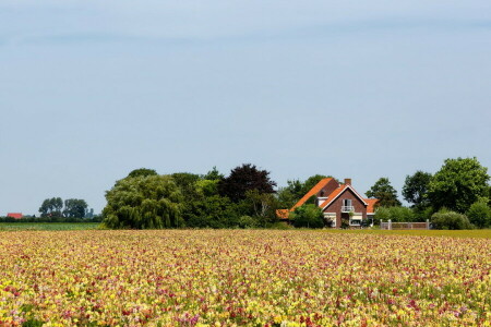 felt, landskap, sommer