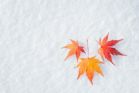 autumn, background, leaves, maple, snow, winter