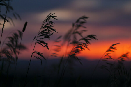 spikelets, vară, apus de soare