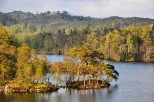 skog, innsjø, fjellene, himmelen, trær