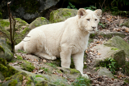 gatto, cucciolo, gattino, Leone, Guarda, muschio, pietre, Leone bianco