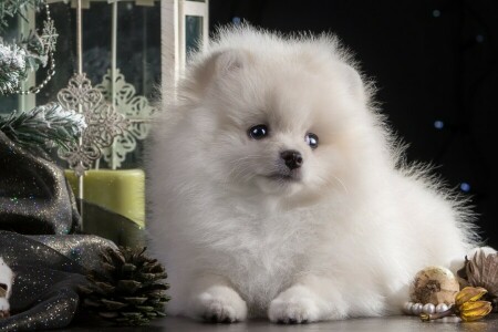 Año nuevo, perrito, Perro de Pomerania, juguetes, árbol, blanco