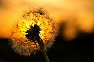 blade, dandelion, flower, sunset