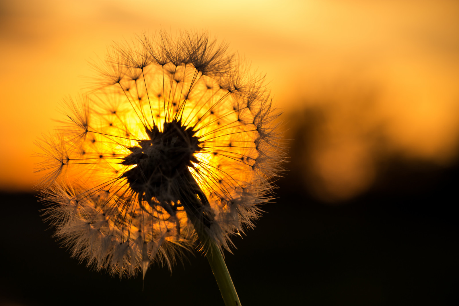 solnedgang, blomst, klinge, mælkebøtte