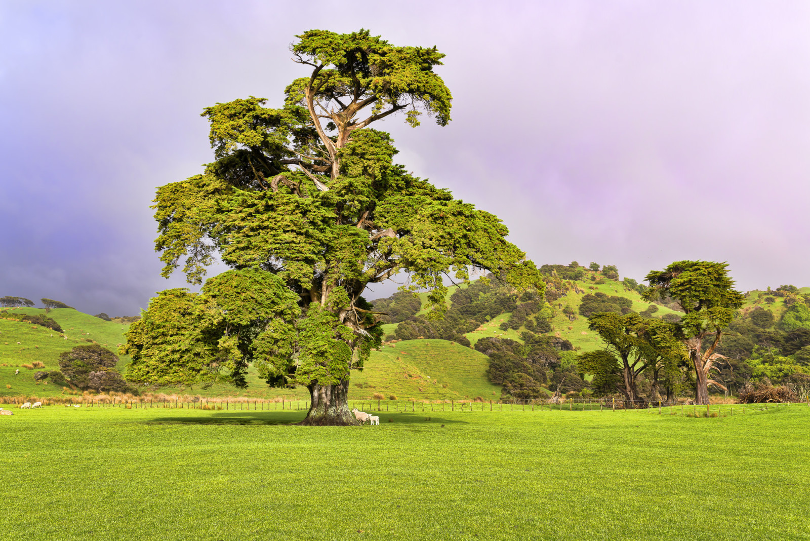 árbol, césped, el cielo, campo, colinas, oveja