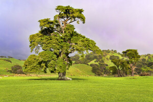 field, grass, hills, sheep, the sky, tree