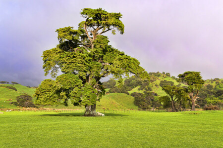 campo, erba, colline, pecora, il cielo, albero