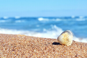 Sand, Meer, Schale, sinken, Sonnig