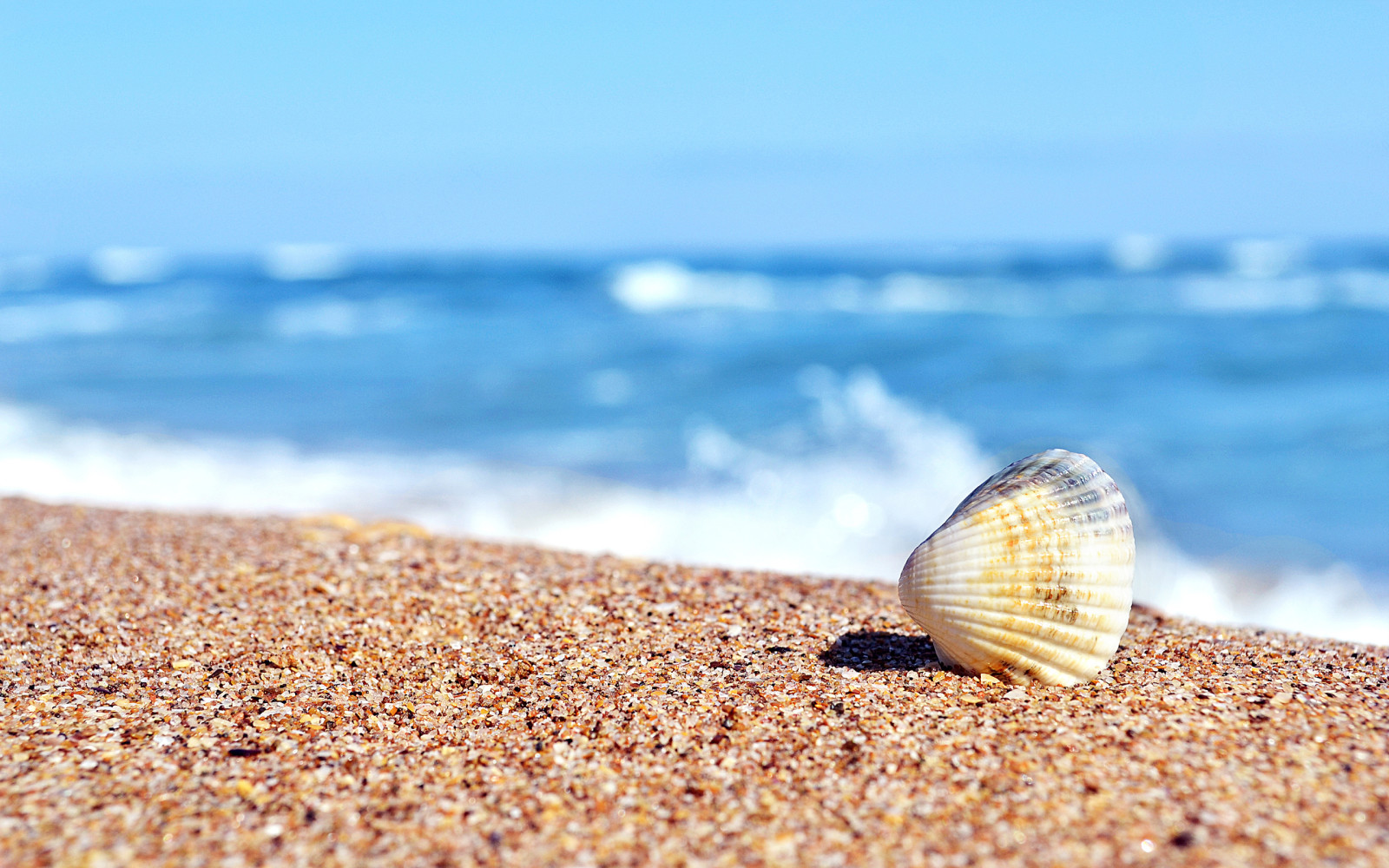 mer, le sable, coquille, évier, Ensoleillé