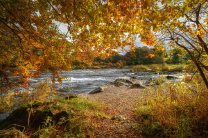 Herbst, Geäst, zum, Blätter, Fluss, Steine, Gelb