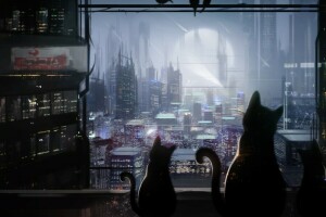 gatos, Mammia, noche, la ciudad