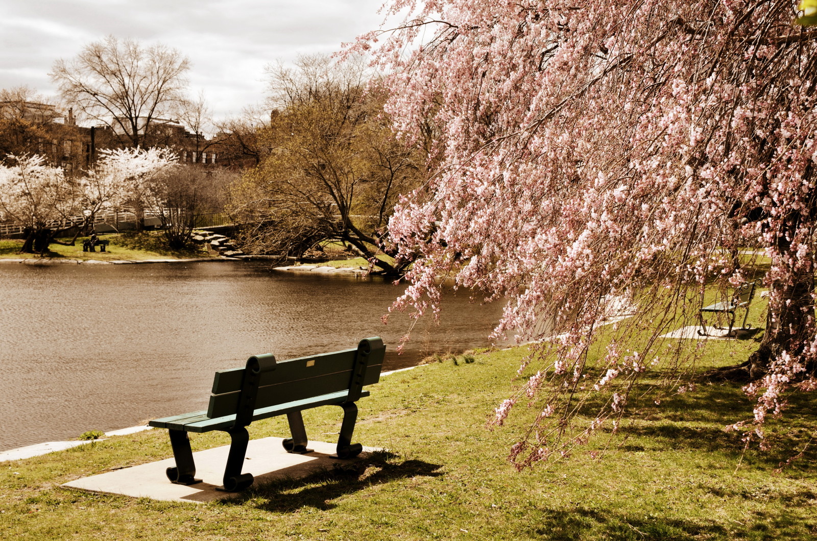 Parco, alberi, Stati Uniti d'America, stagno, panchina, Boston, Massachusetts