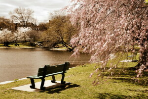 bench, Boston, Massachusetts, Park, pond, trees, USA