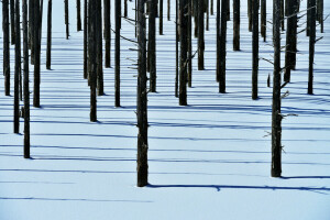 forest, shadow, snow, trees, winter