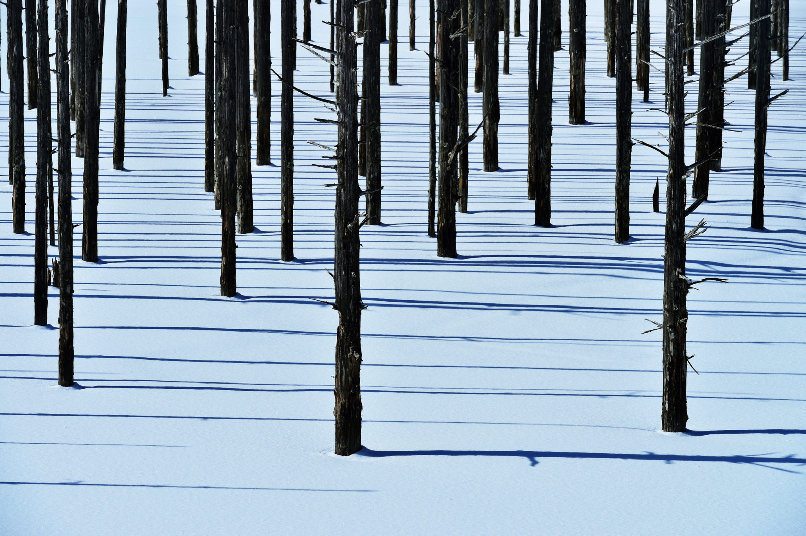 neige, forêt, hiver, des arbres, ombre