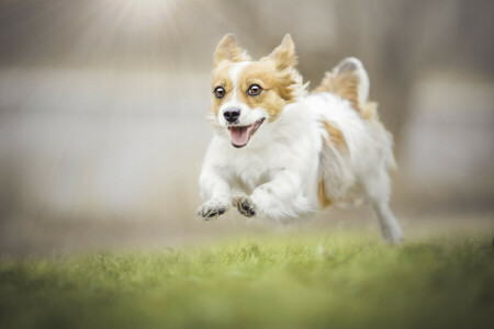 bokeh, hund, Glädje, humör, promenad