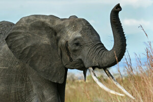 África, elefante, Sabana, maletero, colmillos