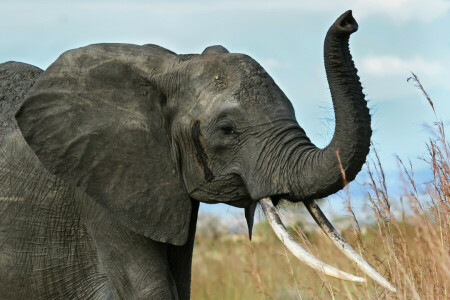 Africa, elefant, Savannah, trompă, colți