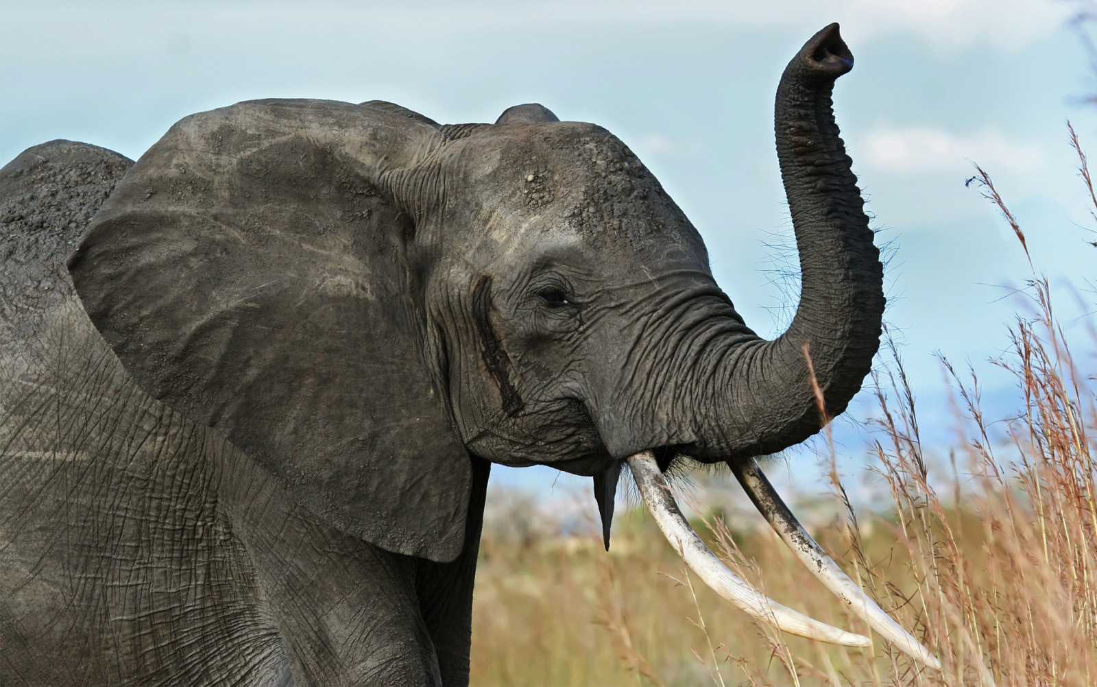 Savana, África, tronco, elefante, presas