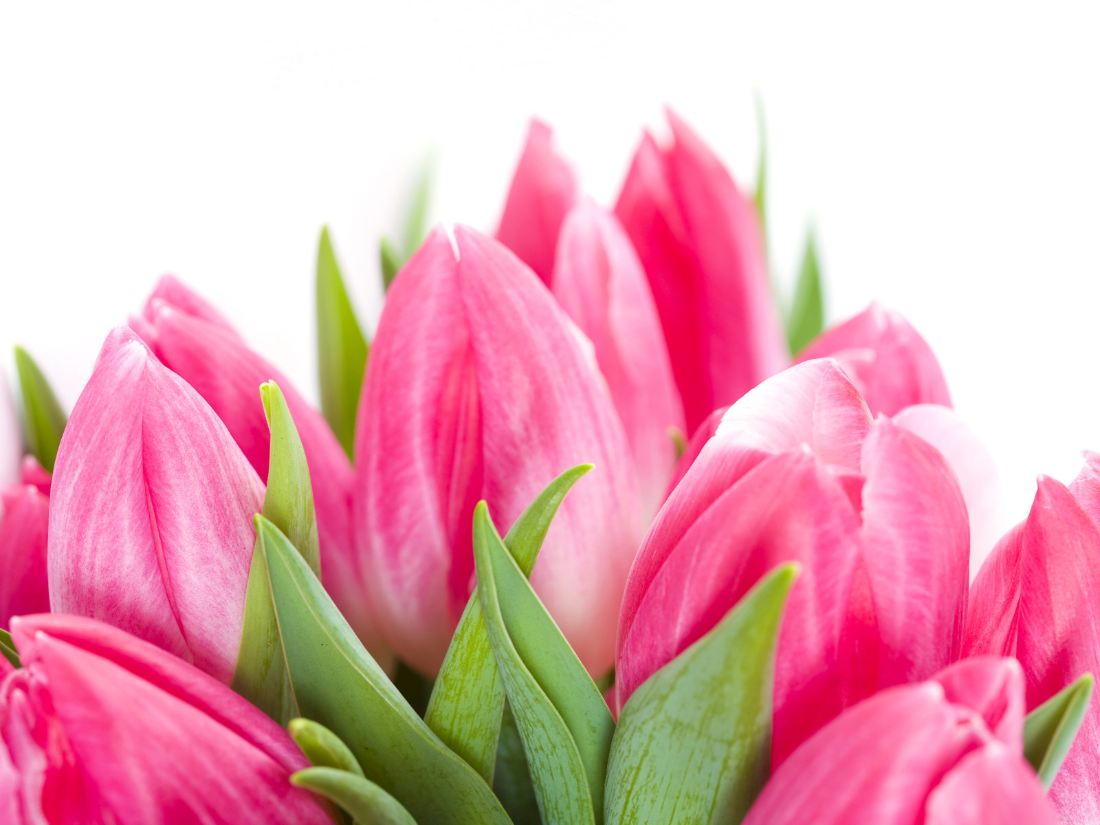 roze, bloemen, tulpen, foto, detailopname