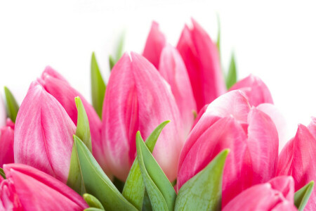 detailopname, bloemen, foto, roze, tulpen