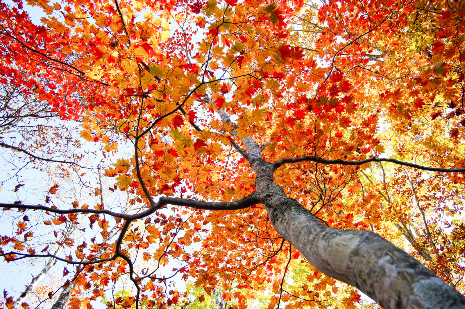 árbol, otoño, el cielo, hojas, corona, maletero