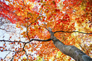 otoño, corona, hojas, el cielo, árbol, maletero