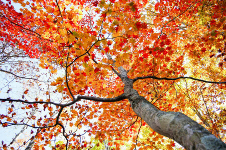 autumn, crown, leaves, the sky, tree, trunk