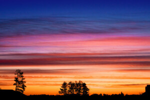 skyer, glød, himlen, træ