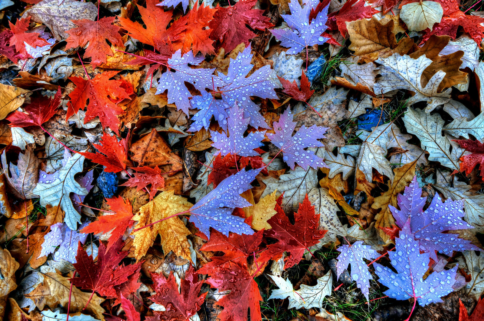 otoño, hojas, agua, gotas, arce, Rosa