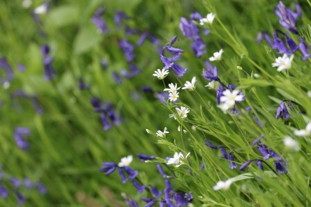 bells, bokeh, macro, meadow