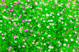 field, flowers, Garden, grass, meadow