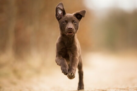 dog, each, look, running