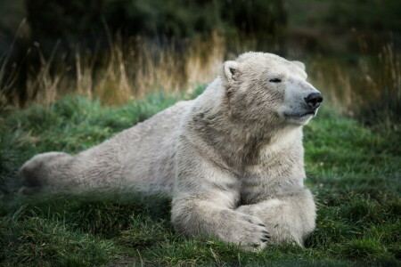 Bär, Gras, Grüns, Polar-, bleibe, Weiß